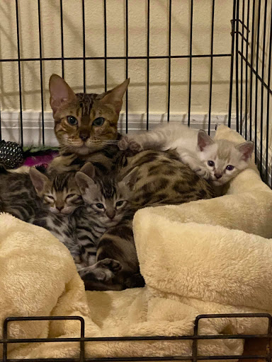 Lovin My Bengals - Thumbnail
