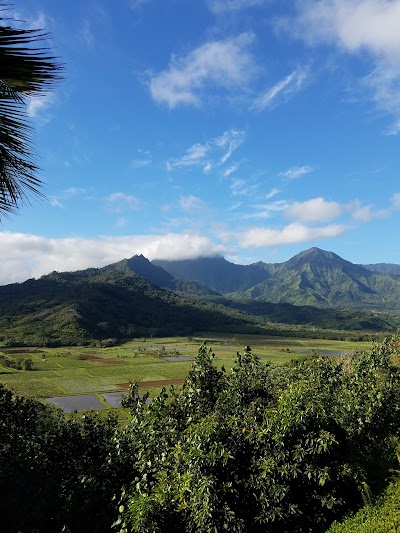 The Taro Fields