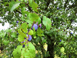 Photo n°3 de Ferme Nature et Bio à Martigné-sur-Mayenne (Ferme bio)