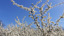 Aux Jardins du Soubeau à Morthomiers