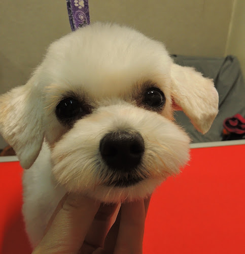 Comentarii opinii despre Salon Fryzjerski dla Psów i Kotów Coco