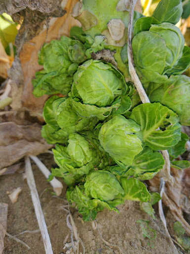 Azienda Agricola S.C di Scarpellini Cesarino - Frutta verdura e cucina - Thumbnail