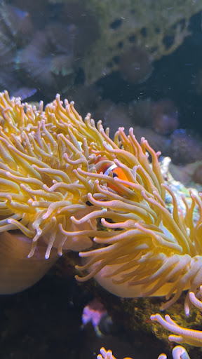 Reef Ready - Visual