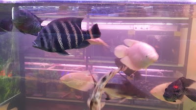 Photos of Colombo Aqua art Aquarium