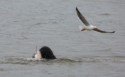 San Francisco Whale Tours