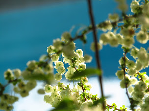 Photo n°38 de La Bastide de Canaules à Canaules-et-Argentières (Chambre d'hôtes)