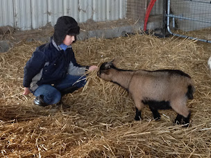 Photo n°5 de MAILLARD Isabelle à Flesquières (Ferme pédagogique)
