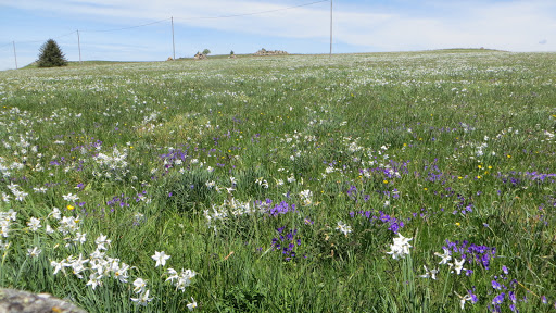 Coté colline - Thumbnail