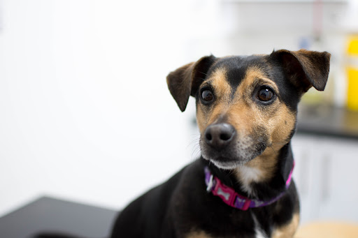 Scarsdale Vets - Langley Mill - Thumbnail