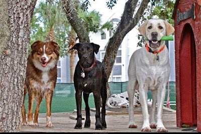 Photos of University of Doglando