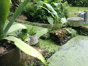 Photo n°12 de Le temps de nature à Hennezel (Centre de formation)