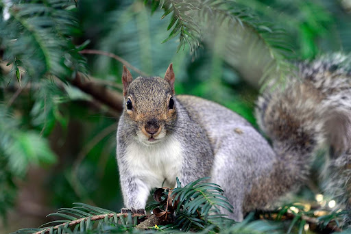 Wolseley Nature Reserve - Thumbnail