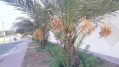 Photos of Al Warqa 2 Park