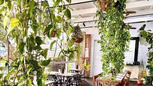 Fiddle Leaf - Visual