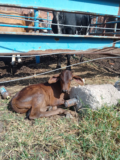 Pajaretes el guero
