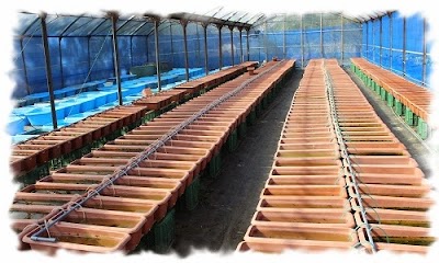 亀田養魚場 Pet Store Kawachi Gun Tochigi