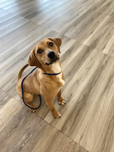 Leashes and Lashes - Thumbnail