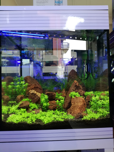 Tropical Point Dottor Fish - Thumbnail