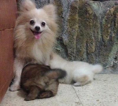 Photos of Onogukguk Kennel
