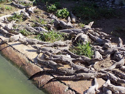 Photos of CAVE OF FISH