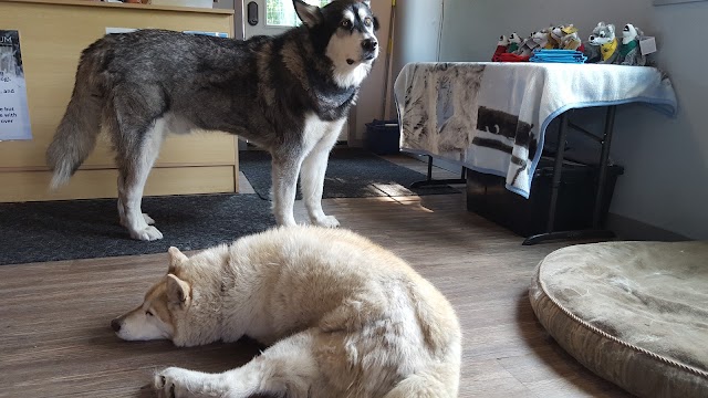 Yamnuska Wolfdog Sanctuary