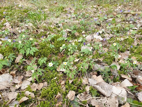 Zigmantiškių akmuo su "Marijos pėda"