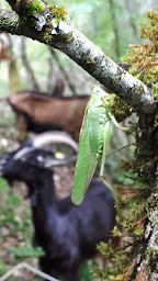 Photo n°9 de La chevre rit au bouc du monde à Borrèze (Fromagerie)