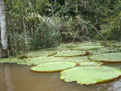 Photos of Amazon Explorers - Filial Manauara