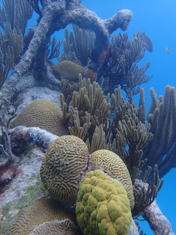 Blue Water Divers and Watersports by null