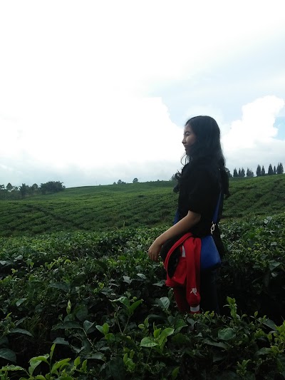 Photos of Tea Gardens Bah Butong Sidamanik