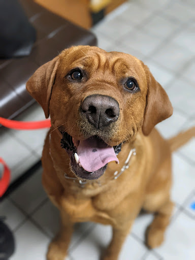 Lake Wissota Animal Hospital - Thumbnail