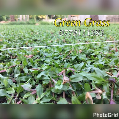 Photos of Grass Suppliers (Malaysian Grass Suppliers Sri Lanka)