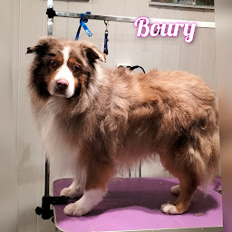 Photo n°37 de Amour des Chiens à Le Fleix (Toiletteur)