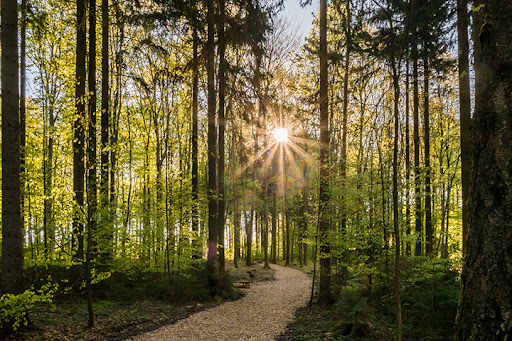 RuheForst® Olbernhau/Erzgebirge - Thumbnail