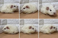 モルモットブリーダー モルモット販売 CAVIES