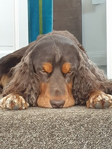 Selby Pet Sitters & Dog Adventures - Thumbnail