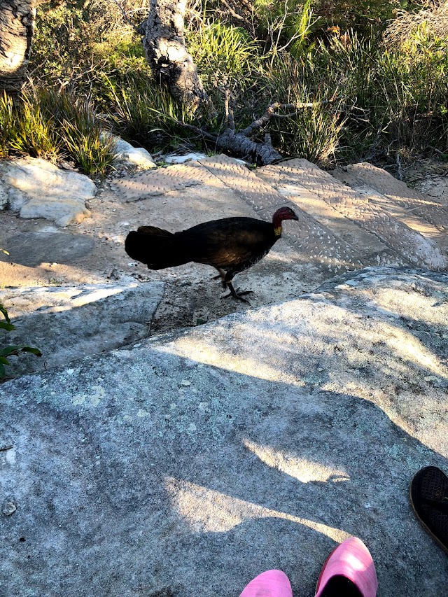 Spit to Manly Walk