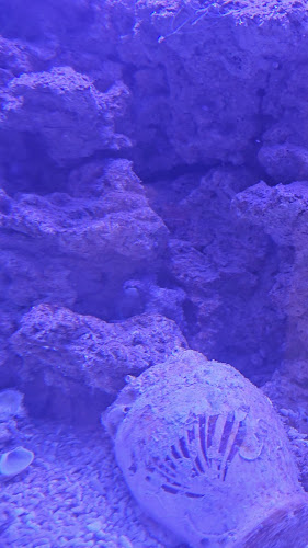 Ionian Aquarium - Παλίκη