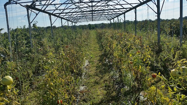 Cueillette de Voisenon - Fruits & Légumes 77