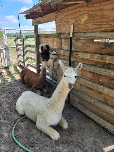 Rocky Dee's Pumpkin Patch - Visual