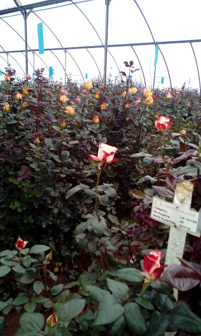Photos of Uhuru Flowers Ltd.