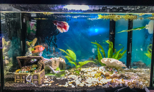 Mainely Fish - Thumbnail