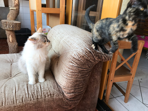 Tierpension & Futterhandel Helmut Maier - Thumbnail