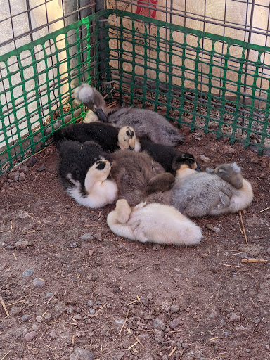 The Pumpkin Patch - Visual
