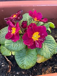 ダスキンセンダ