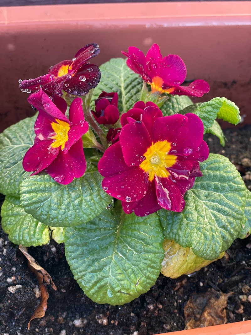 ダスキンセンダ