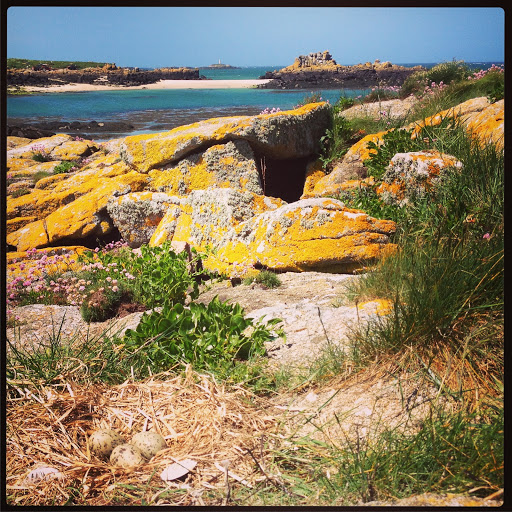 Groupe Ornithologique Normand (GONm) - Thumbnail