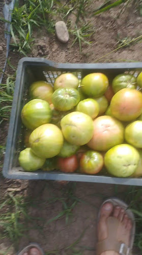 Teléfono de Productos Naturales del Maule