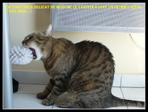 Photo n°8 de Docteur Alain MORY à Villefranche-de-Lauragais (Dentiste)