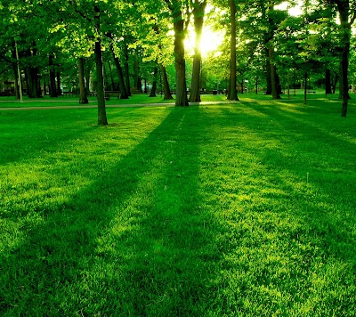 park